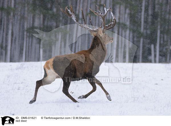 Hirschbock / red deer / DMS-01621