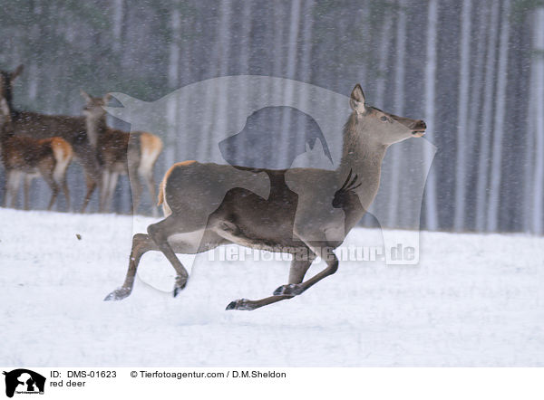 Rotwild / red deer / DMS-01623