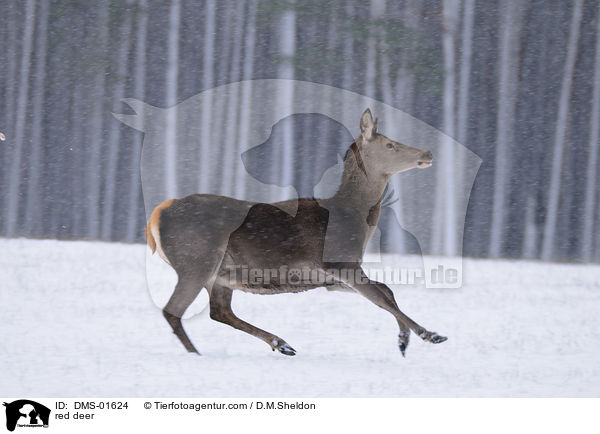 Rotwild / red deer / DMS-01624
