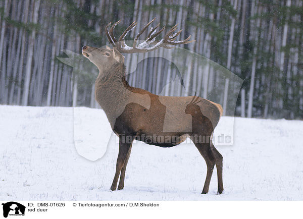 Hirschbock / red deer / DMS-01626