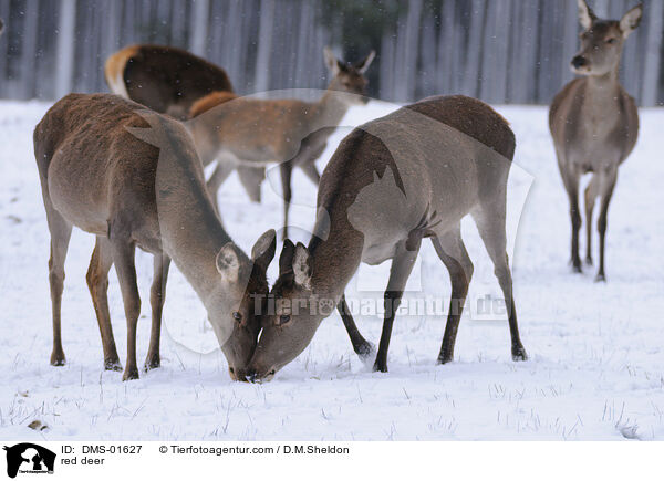 Rotwild / red deer / DMS-01627