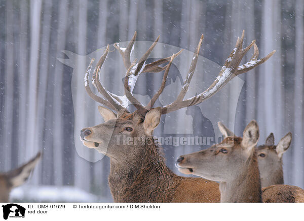 Rotwild / red deer / DMS-01629