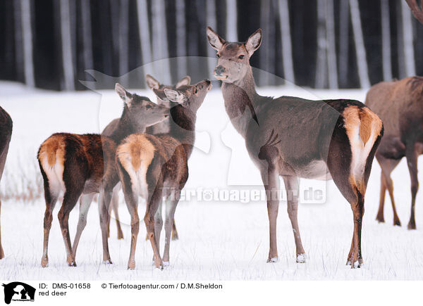Rotwild / red deer / DMS-01658