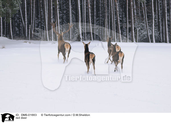 Rotwild / red deer / DMS-01663