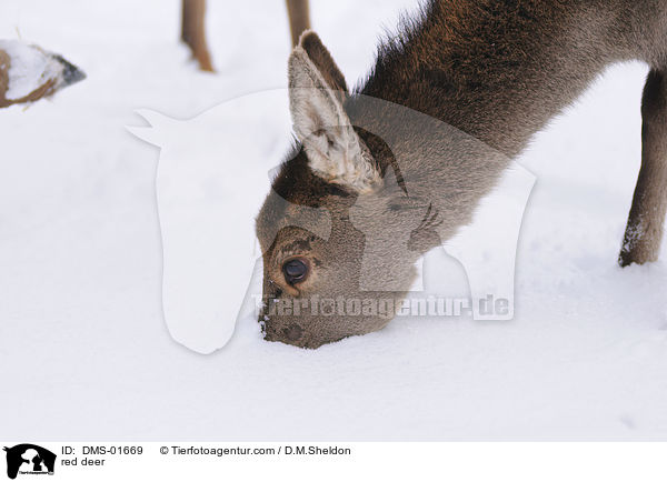 red deer / DMS-01669