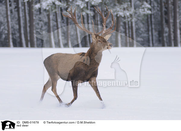 red deer / DMS-01678