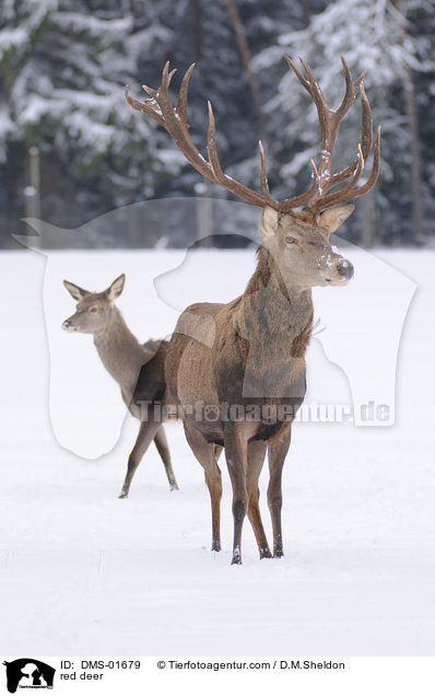red deer / DMS-01679