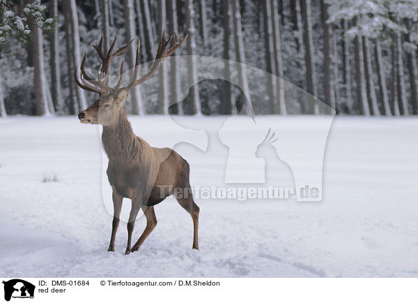 Hirschbock / red deer / DMS-01684