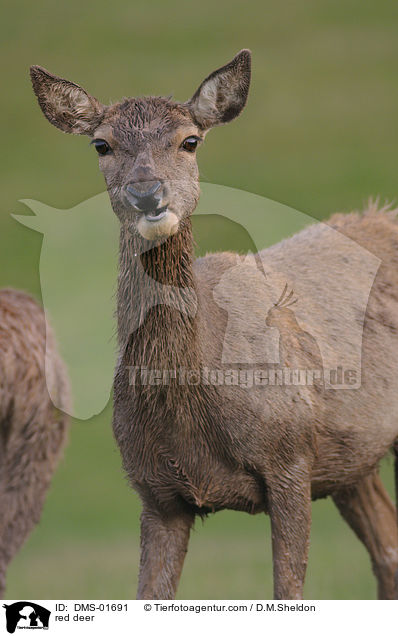 Rotwild / red deer / DMS-01691