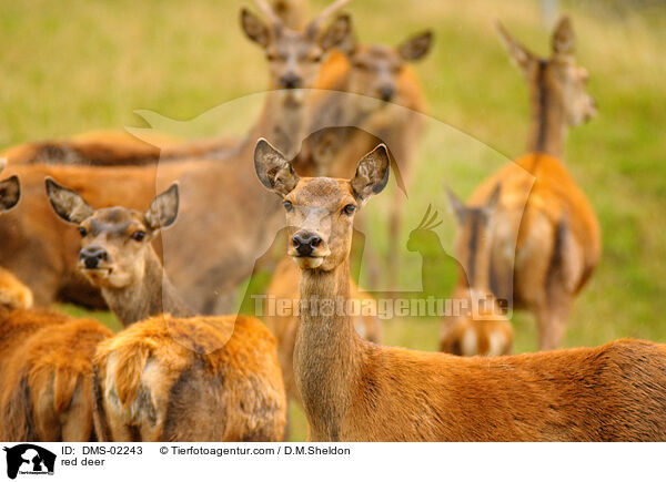 Rotwild / red deer / DMS-02243