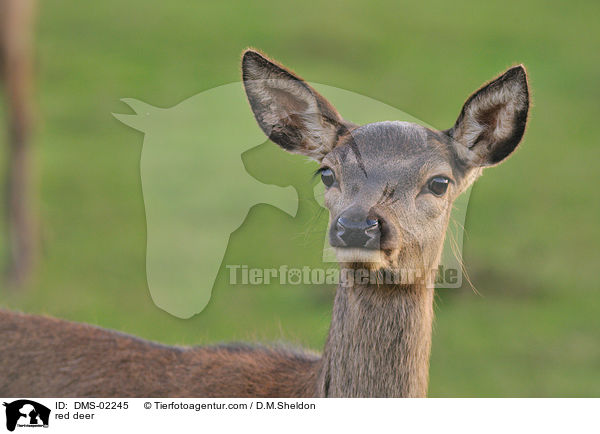 Rotwild / red deer / DMS-02245