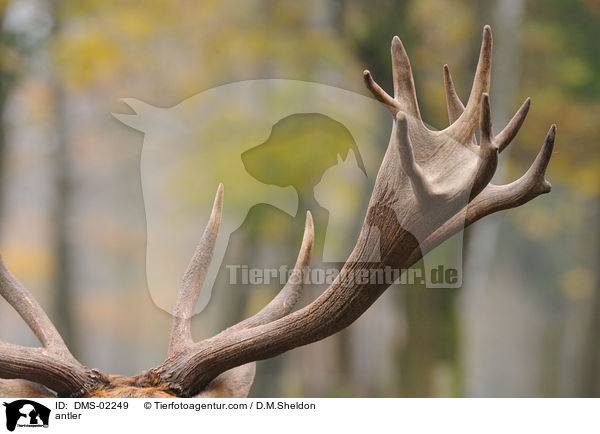 Schaufel / antler / DMS-02249