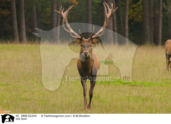 Rotwild / red deer / DMS-02254