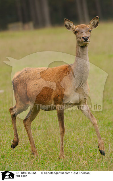 Rotwild / red deer / DMS-02255
