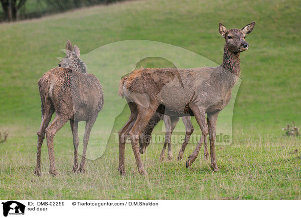 Rotwild / red deer / DMS-02259