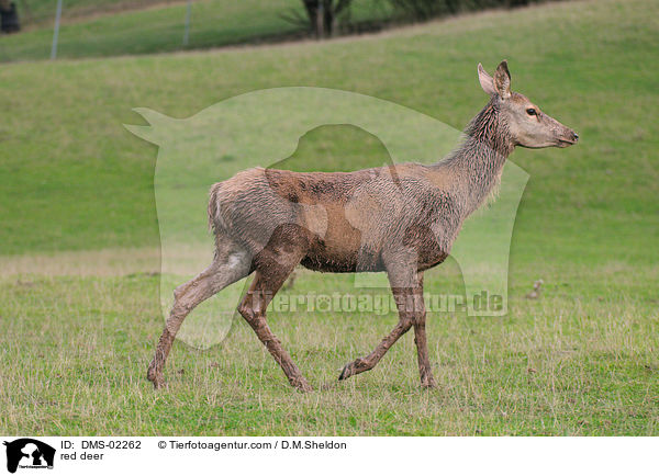 Rotwild / red deer / DMS-02262