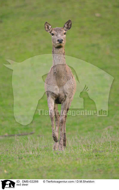 Rotwild / red deer / DMS-02266