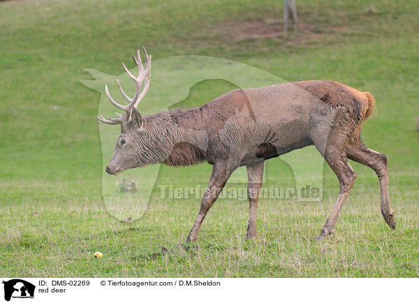 Rotwild / red deer / DMS-02269
