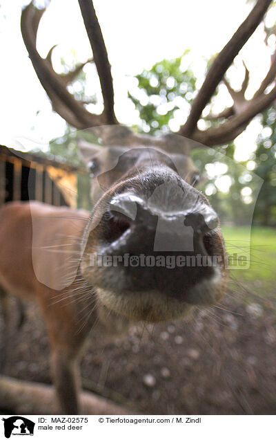 Hirschbock / male red deer / MAZ-02575