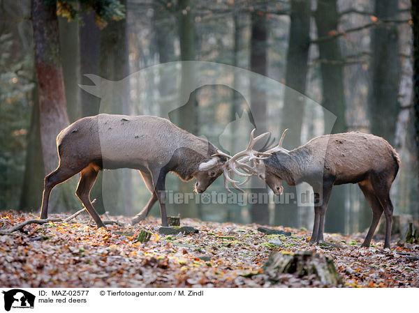 Hirschbcke / male red deers / MAZ-02577