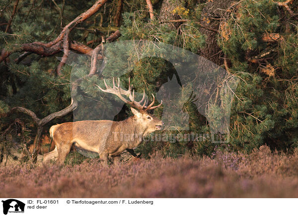 Rothirsch / red deer / FL-01601