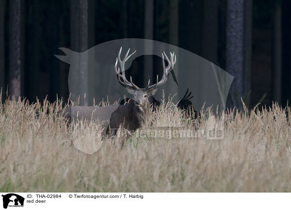 Rothirsch / red deer / THA-02984