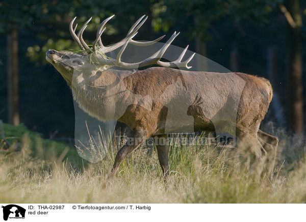 Rothirsch / red deer / THA-02987