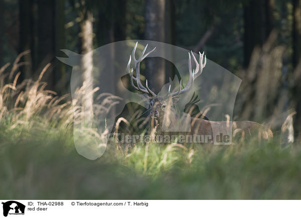 Rothirsch / red deer / THA-02988
