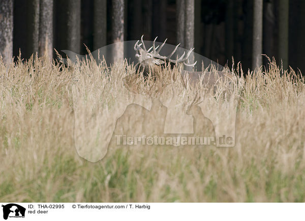 Rothirsch / red deer / THA-02995