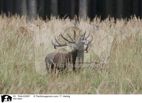 Rothirsch / red deer / THA-02997