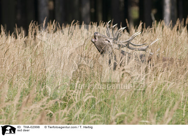 Rothirsch / red deer / THA-02998