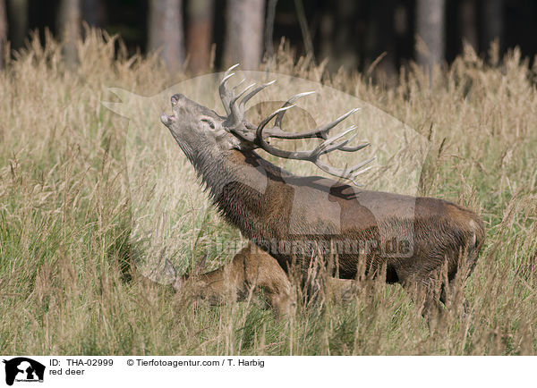 Rotwild / red deer / THA-02999