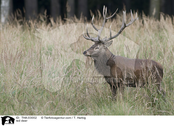 Rothirsch / red deer / THA-03002