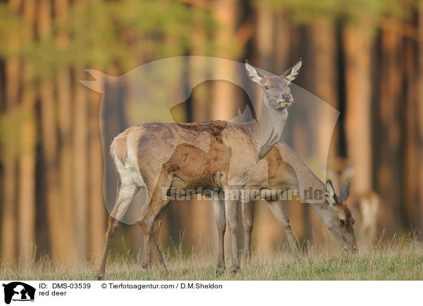 Rotwild / red deer / DMS-03539
