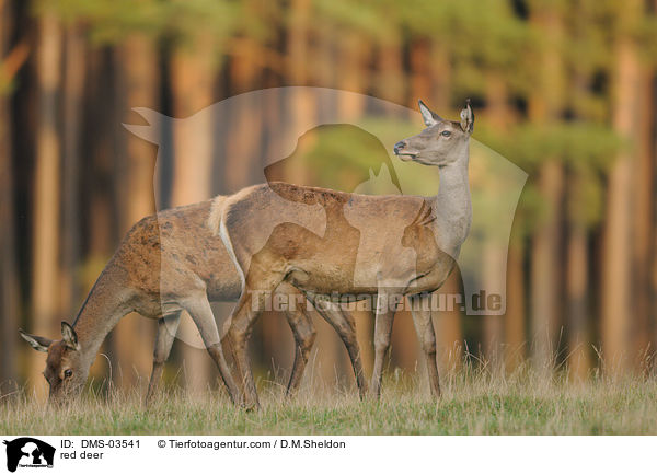 Rotwild / red deer / DMS-03541