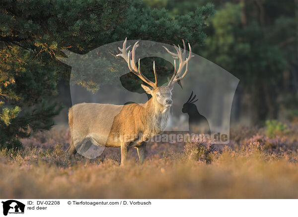 red deer / DV-02208