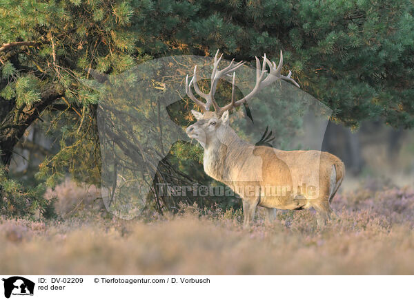 Rothirsch / red deer / DV-02209