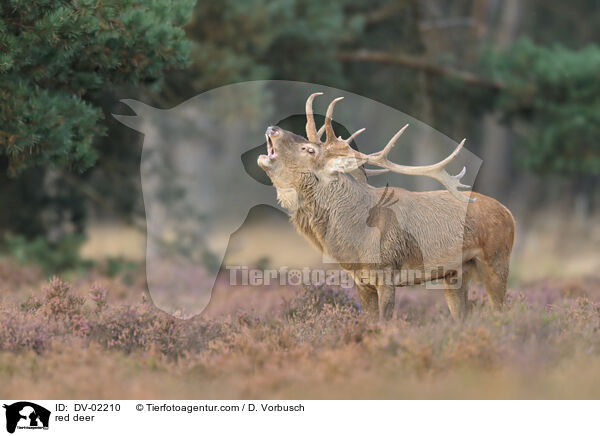 Rothirsch / red deer / DV-02210