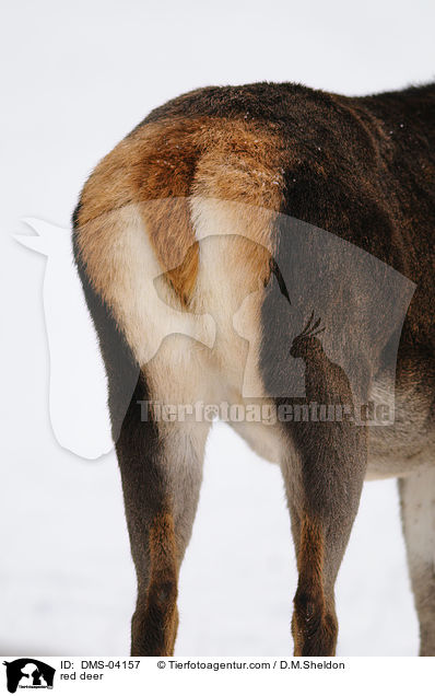 Rotwild / red deer / DMS-04157