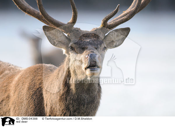 Rotwild / red deer / DMS-04388