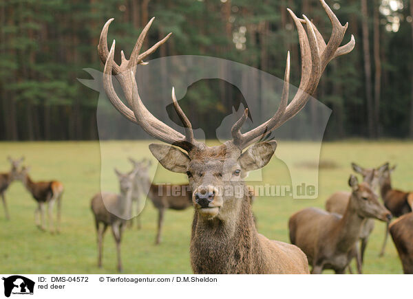 Rotwild / red deer / DMS-04572