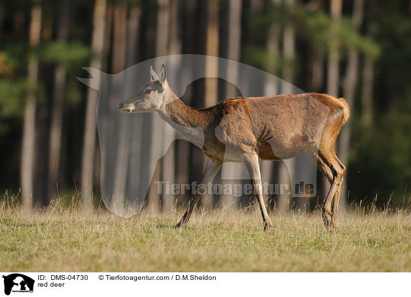 red deer / DMS-04730
