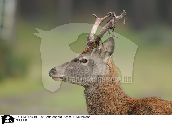 Rotwild / red deer / DMS-04740