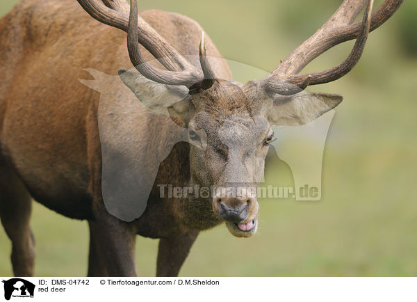 red deer / DMS-04742