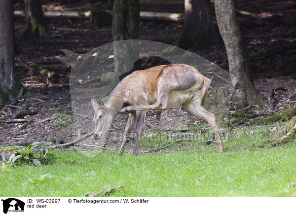 Rotwild / red deer / WS-03997
