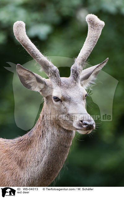 Rotwild / red deer / WS-04013
