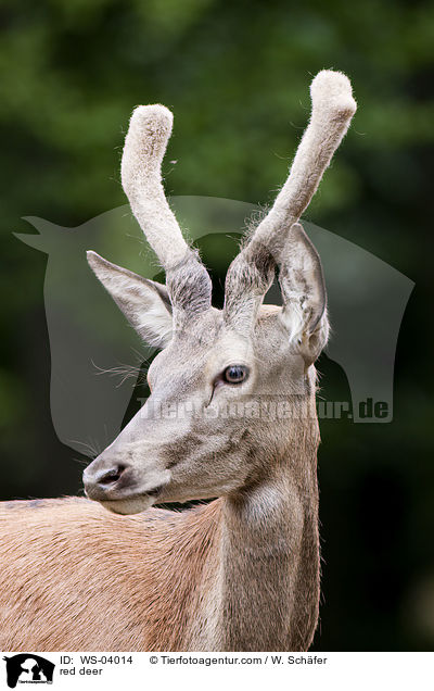 Rotwild / red deer / WS-04014