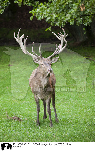 Rotwild / red deer / WS-04017