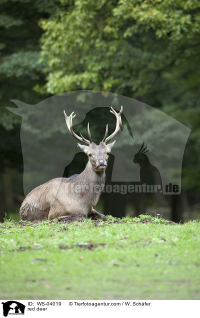 red deer / WS-04019