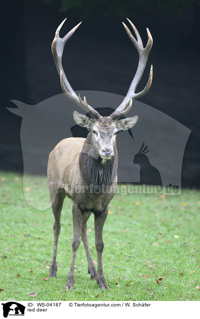 red deer / WS-04187